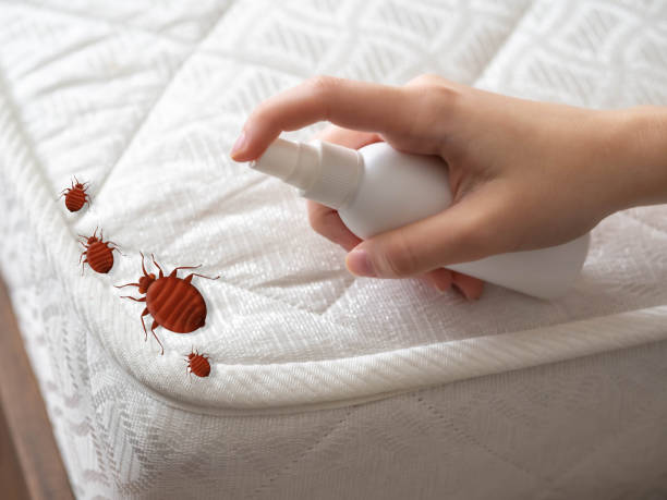 Best Bed Bug Extermination  in Okawvle, IL